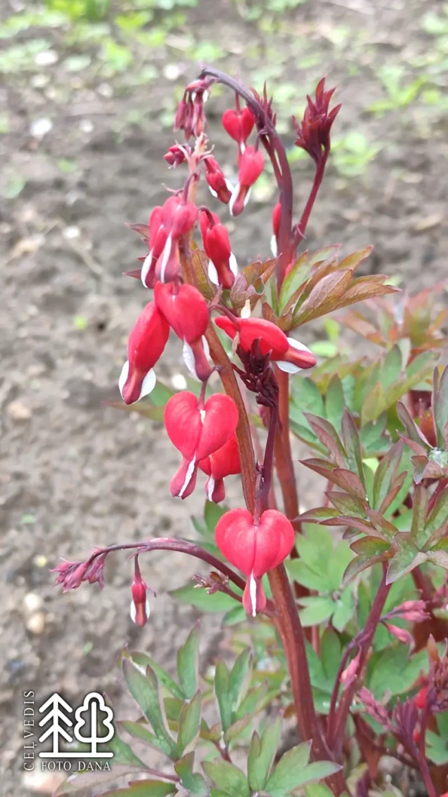 Dicentra spectabilis   VALENTINA = 'Hordival'